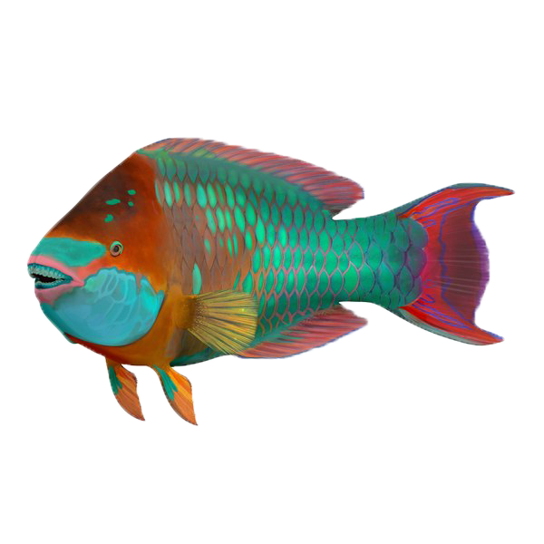 parrot fish